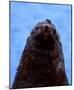 Fur Seal, Antarctica-Charles Glover-Mounted Art Print