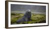 Fur seal. Fortuna Bay, South Georgia Islands.-Tom Norring-Framed Photographic Print