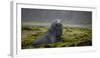 Fur seal. Fortuna Bay, South Georgia Islands.-Tom Norring-Framed Photographic Print