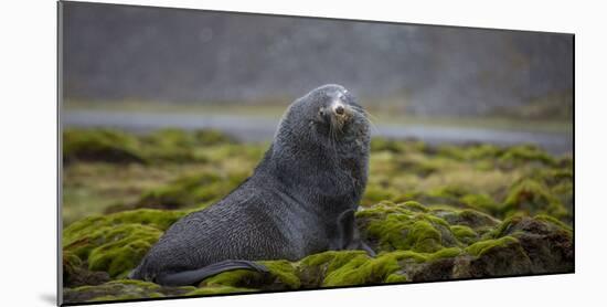 Fur seal. Fortuna Bay, South Georgia Islands.-Tom Norring-Mounted Photographic Print