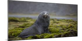 Fur seal. Fortuna Bay, South Georgia Islands.-Tom Norring-Mounted Photographic Print