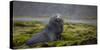 Fur seal. Fortuna Bay, South Georgia Islands.-Tom Norring-Stretched Canvas