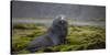 Fur seal. Fortuna Bay, South Georgia Islands.-Tom Norring-Stretched Canvas