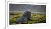 Fur seal. Fortuna Bay, South Georgia Islands.-Tom Norring-Framed Photographic Print