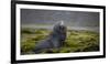 Fur seal. Fortuna Bay, South Georgia Islands.-Tom Norring-Framed Photographic Print