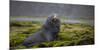 Fur seal. Fortuna Bay, South Georgia Islands.-Tom Norring-Mounted Photographic Print