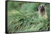 Fur Seal Peering Up from Grass-null-Framed Stretched Canvas