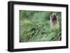 Fur Seal Peering Up from Grass-null-Framed Photographic Print