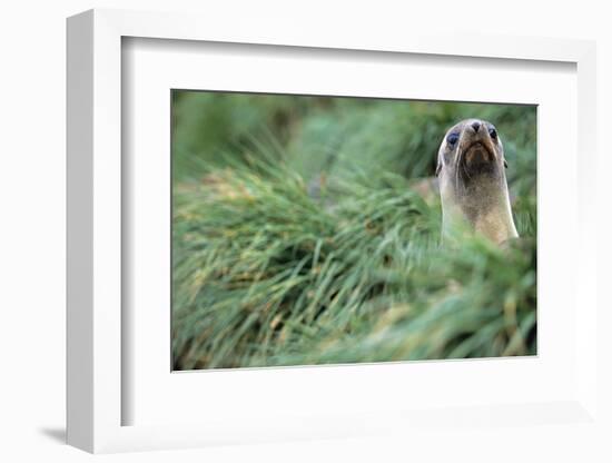 Fur Seal Peering Up from Grass-null-Framed Photographic Print