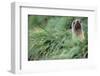 Fur Seal Peering Up from Grass-null-Framed Photographic Print