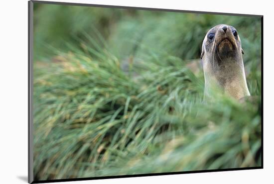 Fur Seal Peering Up from Grass-null-Mounted Photographic Print