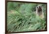 Fur Seal Peering Up from Grass-null-Framed Photographic Print