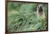 Fur Seal Peering Up from Grass-null-Framed Photographic Print