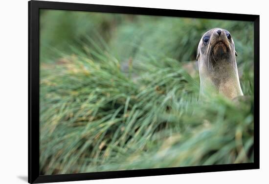 Fur Seal Peering Up from Grass-null-Framed Photographic Print