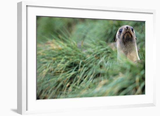 Fur Seal Peering Up from Grass-null-Framed Photographic Print