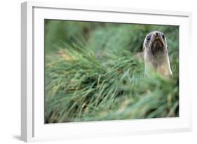 Fur Seal Peering Up from Grass-null-Framed Photographic Print