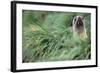 Fur Seal Peering Up from Grass-null-Framed Photographic Print