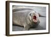 Fur seal pup. Gold Harbor, South Georgia Islands.-Tom Norring-Framed Photographic Print