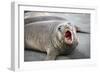 Fur seal pup. Gold Harbor, South Georgia Islands.-Tom Norring-Framed Photographic Print