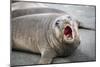 Fur seal pup. Gold Harbor, South Georgia Islands.-Tom Norring-Mounted Photographic Print