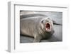 Fur seal pup. Gold Harbor, South Georgia Islands.-Tom Norring-Framed Photographic Print