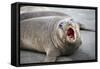 Fur seal pup. Gold Harbor, South Georgia Islands.-Tom Norring-Framed Stretched Canvas