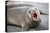 Fur seal pup. Gold Harbor, South Georgia Islands.-Tom Norring-Stretched Canvas