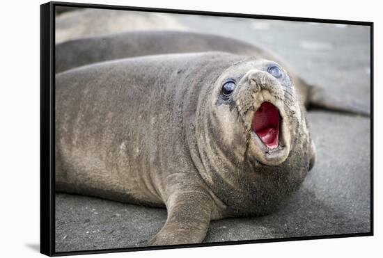 Fur seal pup. Gold Harbor, South Georgia Islands.-Tom Norring-Framed Stretched Canvas