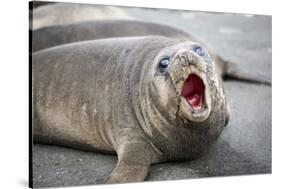 Fur seal pup. Gold Harbor, South Georgia Islands.-Tom Norring-Stretched Canvas