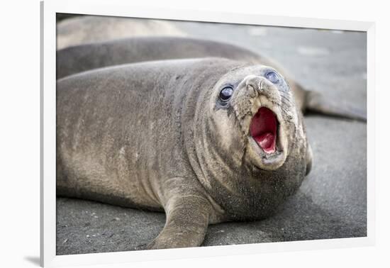 Fur seal pup. Gold Harbor, South Georgia Islands.-Tom Norring-Framed Photographic Print