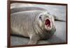 Fur seal pup. Gold Harbor, South Georgia Islands.-Tom Norring-Framed Photographic Print