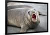 Fur seal pup. Gold Harbor, South Georgia Islands.-Tom Norring-Framed Photographic Print