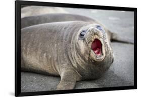 Fur seal pup. Gold Harbor, South Georgia Islands.-Tom Norring-Framed Photographic Print