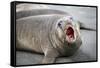Fur seal pup. Gold Harbor, South Georgia Islands.-Tom Norring-Framed Stretched Canvas