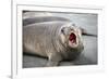 Fur seal pup. Gold Harbor, South Georgia Islands.-Tom Norring-Framed Photographic Print