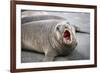 Fur seal pup. Gold Harbor, South Georgia Islands.-Tom Norring-Framed Photographic Print