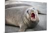 Fur seal pup. Gold Harbor, South Georgia Islands.-Tom Norring-Mounted Photographic Print