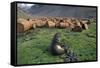 Fur Seal Resting Near Rusted Barrels-Paul Souders-Framed Stretched Canvas