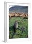 Fur Seal Resting Near Rusted Barrels-Paul Souders-Framed Photographic Print