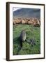 Fur Seal Resting Near Rusted Barrels-Paul Souders-Framed Photographic Print