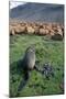 Fur Seal Resting Near Rusted Barrels-Paul Souders-Mounted Photographic Print