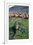 Fur Seal Resting Near Rusted Barrels-Paul Souders-Framed Photographic Print