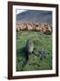 Fur Seal Resting Near Rusted Barrels-Paul Souders-Framed Photographic Print