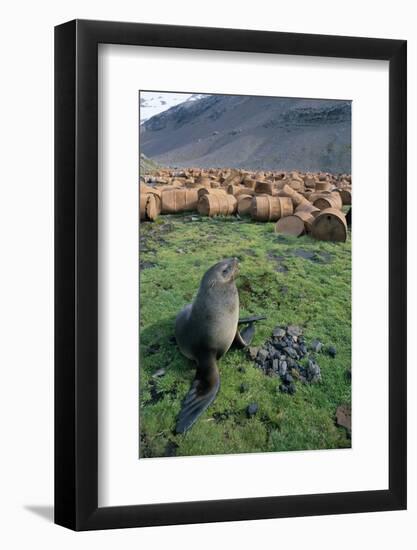 Fur Seal Resting Near Rusted Barrels-Paul Souders-Framed Photographic Print