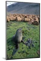 Fur Seal Resting Near Rusted Barrels-Paul Souders-Mounted Photographic Print