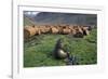 Fur Seal Resting Near Rusted Barrels-Paul Souders-Framed Photographic Print