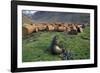 Fur Seal Resting Near Rusted Barrels-Paul Souders-Framed Photographic Print