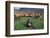 Fur Seal Resting Near Rusted Barrels-Paul Souders-Framed Photographic Print