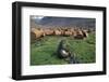 Fur Seal Resting Near Rusted Barrels-Paul Souders-Framed Photographic Print