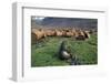 Fur Seal Resting Near Rusted Barrels-Paul Souders-Framed Photographic Print